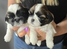Szczeniaki Shih tzu ,rezerwacja