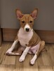 Basenji szczenięta