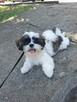 Szczeniaki Shih tzu - 11