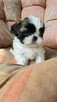 Szczeniaki Shih tzu - 12
