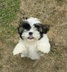 Szczeniaki Shih tzu - 9