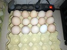Sprzedam kurze jaja. - 5