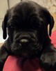 Oddam szczeniaczki Cane Corso w dobre ręce - 8