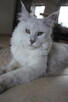 shaded koteczka Maine Coon - rodowód FPL - 6