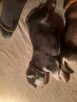Alaskan Malamute Szczenięta na sprzedaż - 6