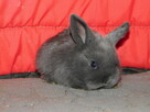 Niebieskie baranki mini lop - 3