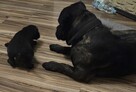 Oddam szczeniaczki Cane Corso w dobre ręce - 6