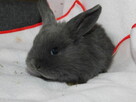 Niebieskie baranki mini lop - 4