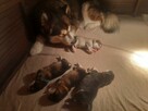Alaskan Malamute Szczenięta na sprzedaż - 5