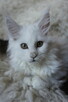 shaded koteczka Maine Coon - rodowód FPL - 3