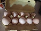 Sprzedam kurze jaja. - 6