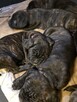 Oddam szczeniaczki Cane Corso w dobre ręce - 7