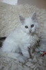 shaded koteczka Maine Coon - rodowód FPL - 2