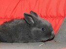 Niebieskie baranki mini lop - 2