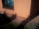 Skuteczne osuszanie budynków i odgrzybianie ścian. - 5