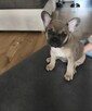 Buldogi francuskie - 2