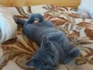 Sprzedam kocięta rasy rosyjskiej niebieski z rod.szczep.czip - 2