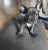 Buldogi francuskie - 6