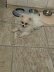 Szpic Pomeraniana Biały