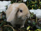 Baranek mini lop beżowa samiczka - 5