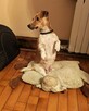 Suczki rasy Jack Russell Terrier z rodowodem - 5