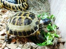 Żółw stepowy samica 5 lat - 9