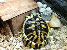 Żółw Grecki Samica ok. 30cm / 10 lat - 3