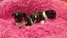 Szczeniaki CHIHUAHUA – okolice Warszawy - 3