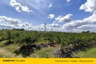 Sprzedam  dom  w Ruszkowie na 3,2 ha działce - 4