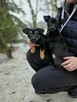 Szczeniaki -dwa pieski i suczka do odpowiedzialnej dopcji - 6