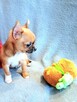 Śliczna Maleńka Chihuahua - 4