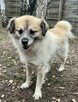 Pogodny psiak kochający ludzi szuka pilnie dobrego domu - 3