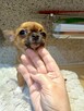 Śliczna Maleńka Chihuahua - 3