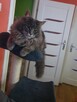 Witam sprzedam kocurka do hodowli - 5