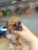 Śliczna Maleńka Chihuahua - 2