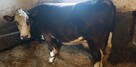 Sprzedam krowę mleczna - 2