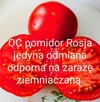 Pomidor Rosja karłowy plenny czołówka świata - 7