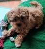 Sprzedam pieska(suczkę) rasy maltipoo-metryka, czip, zaszczep