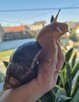 Ślimak Afrykanski • XXXL ️..Pasjonaty Miłiośnika Alergika O - 10