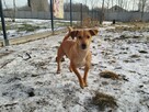 Wrażliwa delikatna sunia szuka ciepłego kochającego domu - 5