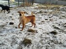 Wrażliwa delikatna sunia szuka ciepłego kochającego domu - 3