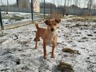 Wrażliwa delikatna sunia szuka ciepłego kochającego domu - 2