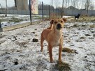 Wrażliwa delikatna sunia szuka ciepłego kochającego domu - 6