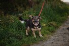 Niskopodłogowy, łagodny Baloo szuka domu! - 2