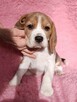 Szczenięta beagle rodowodowe ZKwP po championach - 2