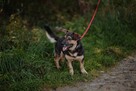 Niskopodłogowy, łagodny Baloo szuka domu! - 3