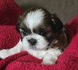 Suczka Shih tzu ,tri color - 5