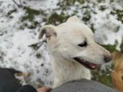 Uratowany przed zamarznięciem psiak szuka kochającego domu - 2