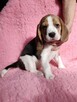 Szczenięta beagle rodowodowe ZKwP po championach - 3