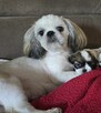 Szczeniaki Shih tzu - 8